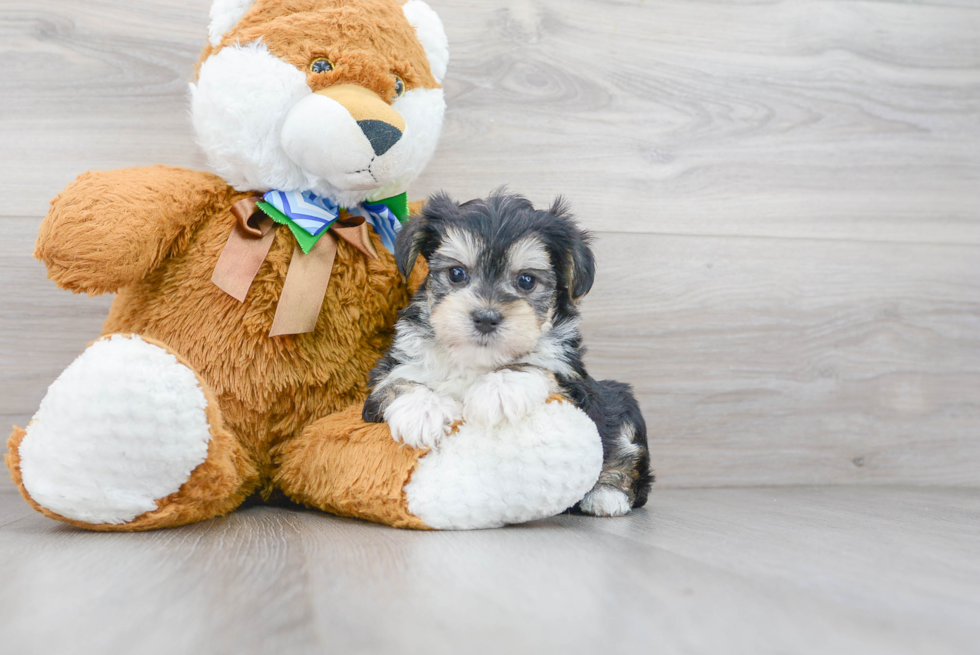 Morkie Pup Being Cute