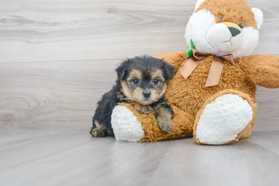 Morkie Puppy for Adoption