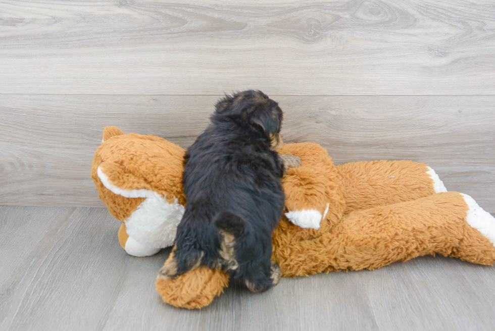 Hypoallergenic Yorkie Designer Puppy