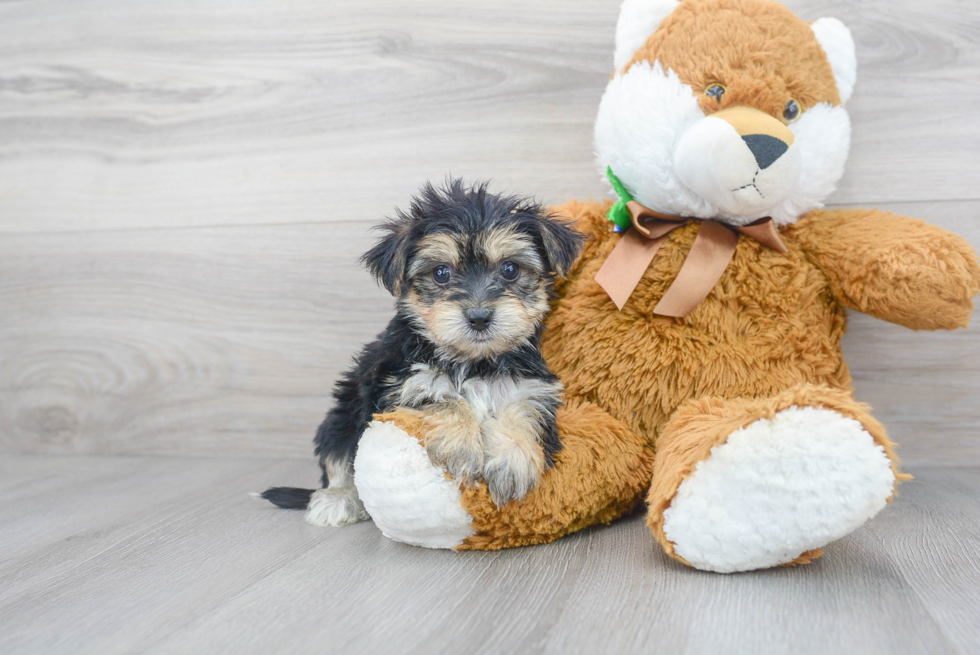 Sweet Morkie Baby