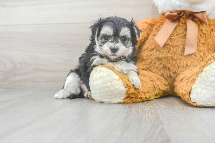 Fluffy Morkie Designer Pup