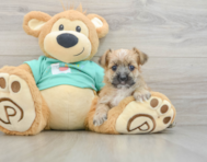5 week old Morkie Puppy For Sale - Premier Pups