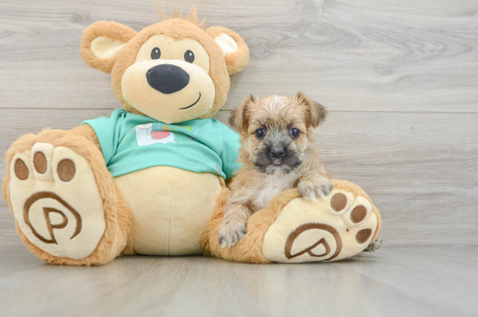 6 week old Morkie Puppy For Sale - Premier Pups