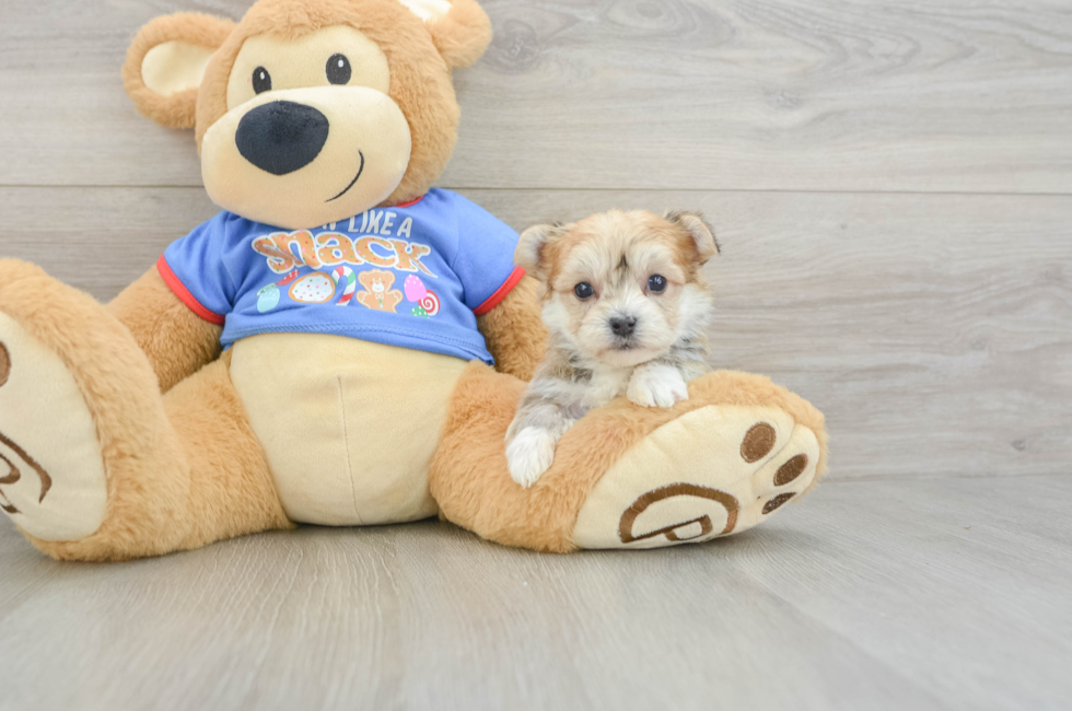 5 week old Morkie Puppy For Sale - Premier Pups