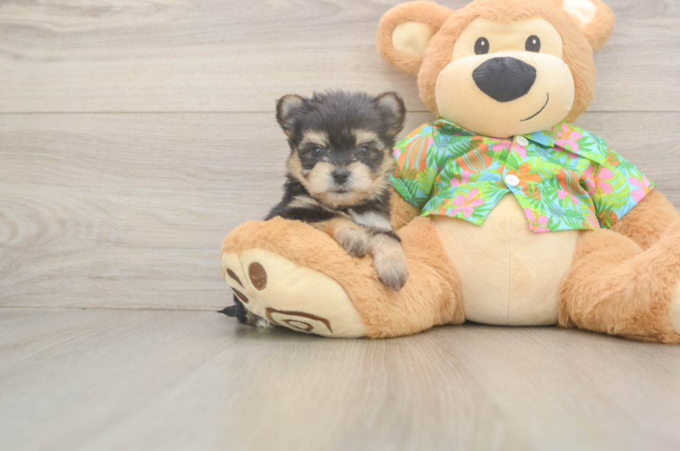 6 week old Morkie Puppy For Sale - Premier Pups