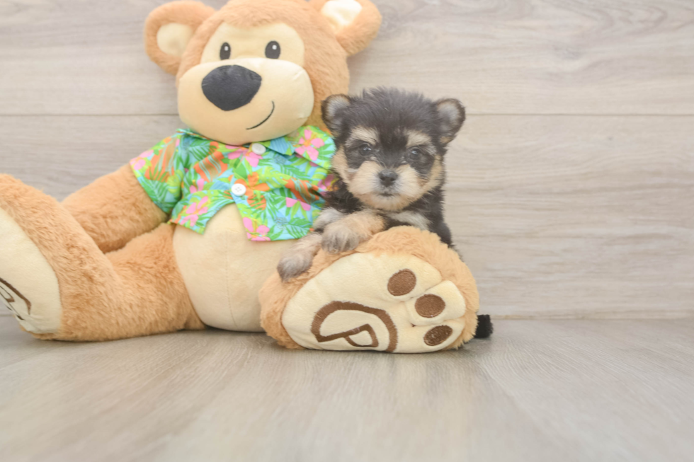 Best Morkie Baby