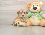 5 week old Morkie Puppy For Sale - Premier Pups