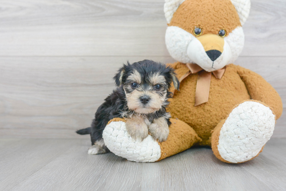 Playful Yorkie Designer Puppy