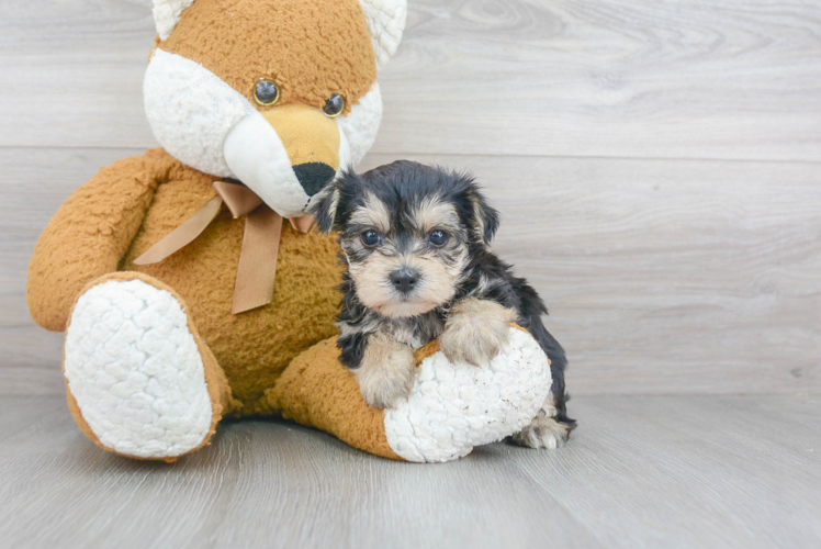 Morkie Pup Being Cute