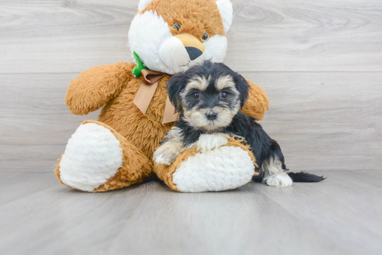 Friendly Morkie Baby