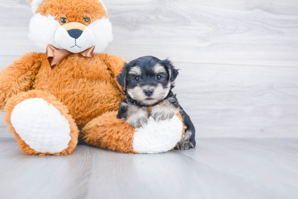 Fluffy Morkie Designer Pup