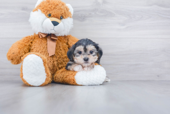 Hypoallergenic Yorkie Designer Puppy