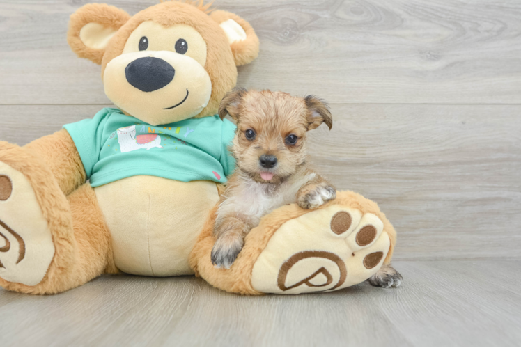 Cute Morkie Baby