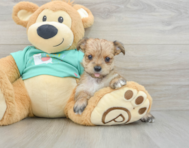 5 week old Morkie Puppy For Sale - Premier Pups