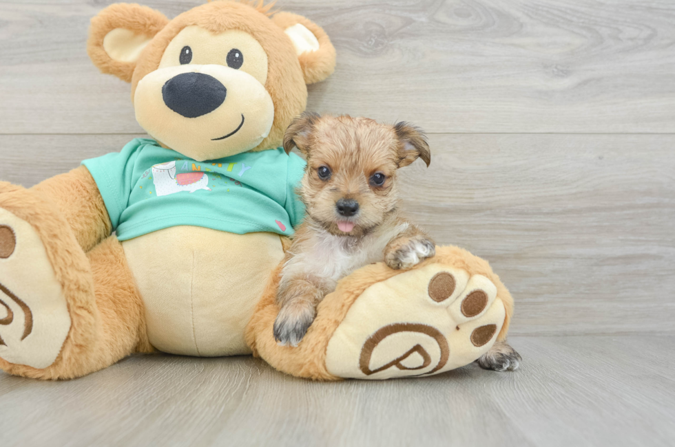 6 week old Morkie Puppy For Sale - Premier Pups