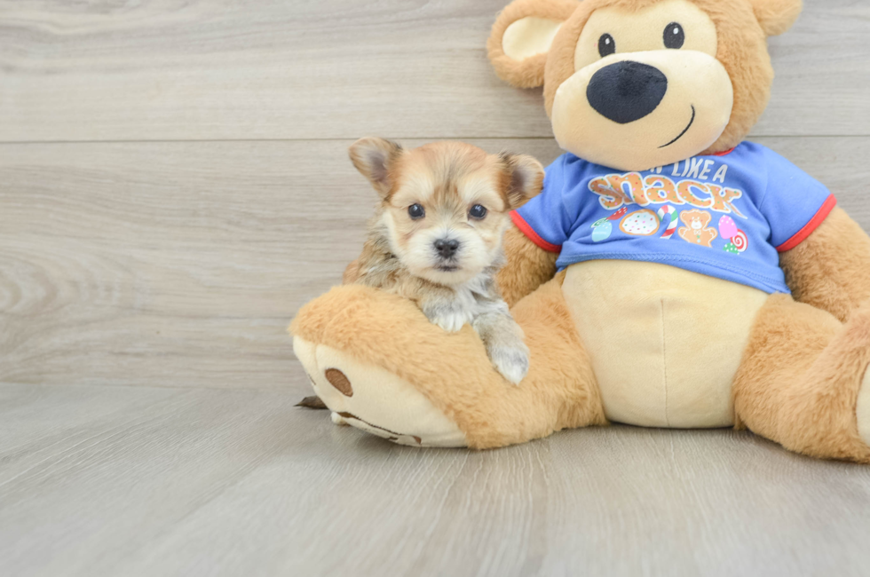 5 week old Morkie Puppy For Sale - Premier Pups
