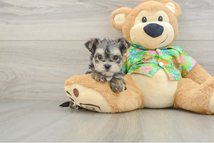 Adorable Yorkiemalt Designer Puppy