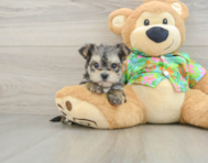 7 week old Morkie Puppy For Sale - Premier Pups
