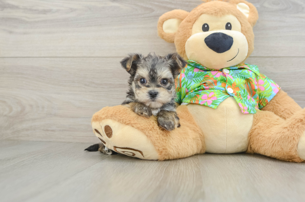 6 week old Morkie Puppy For Sale - Premier Pups