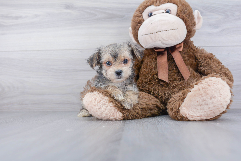 Popular Morkie Designer Pup