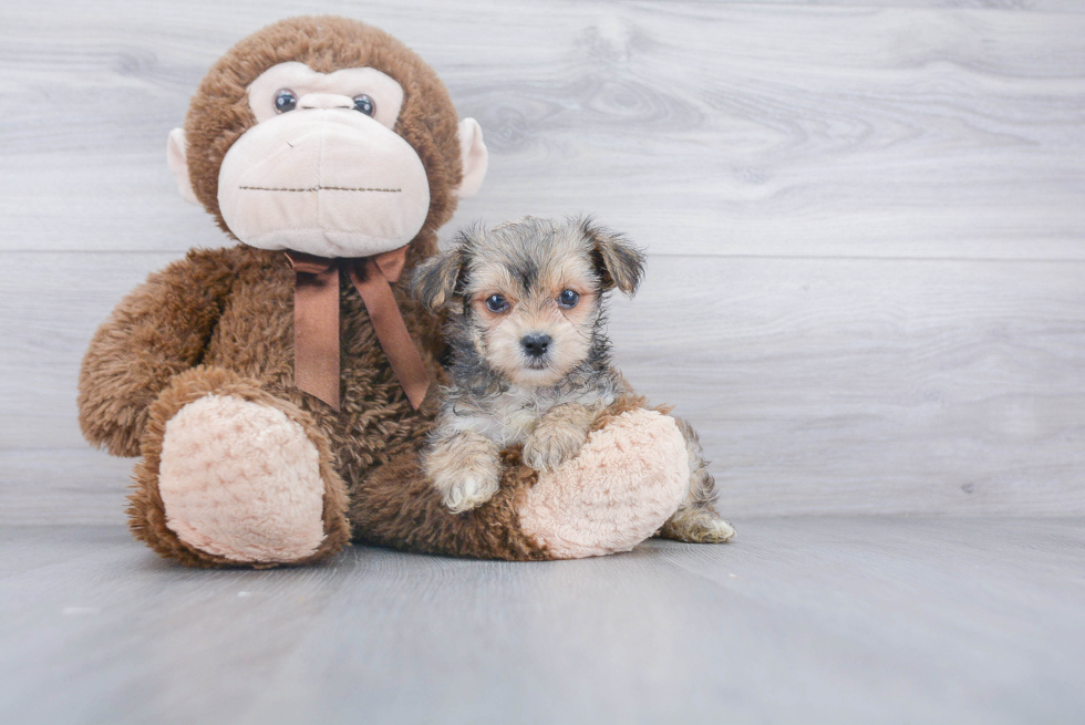 Morkie Pup Being Cute