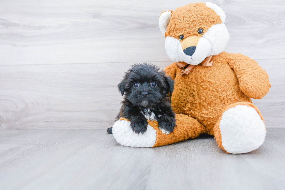 Adorable Yorkie Designer Puppy