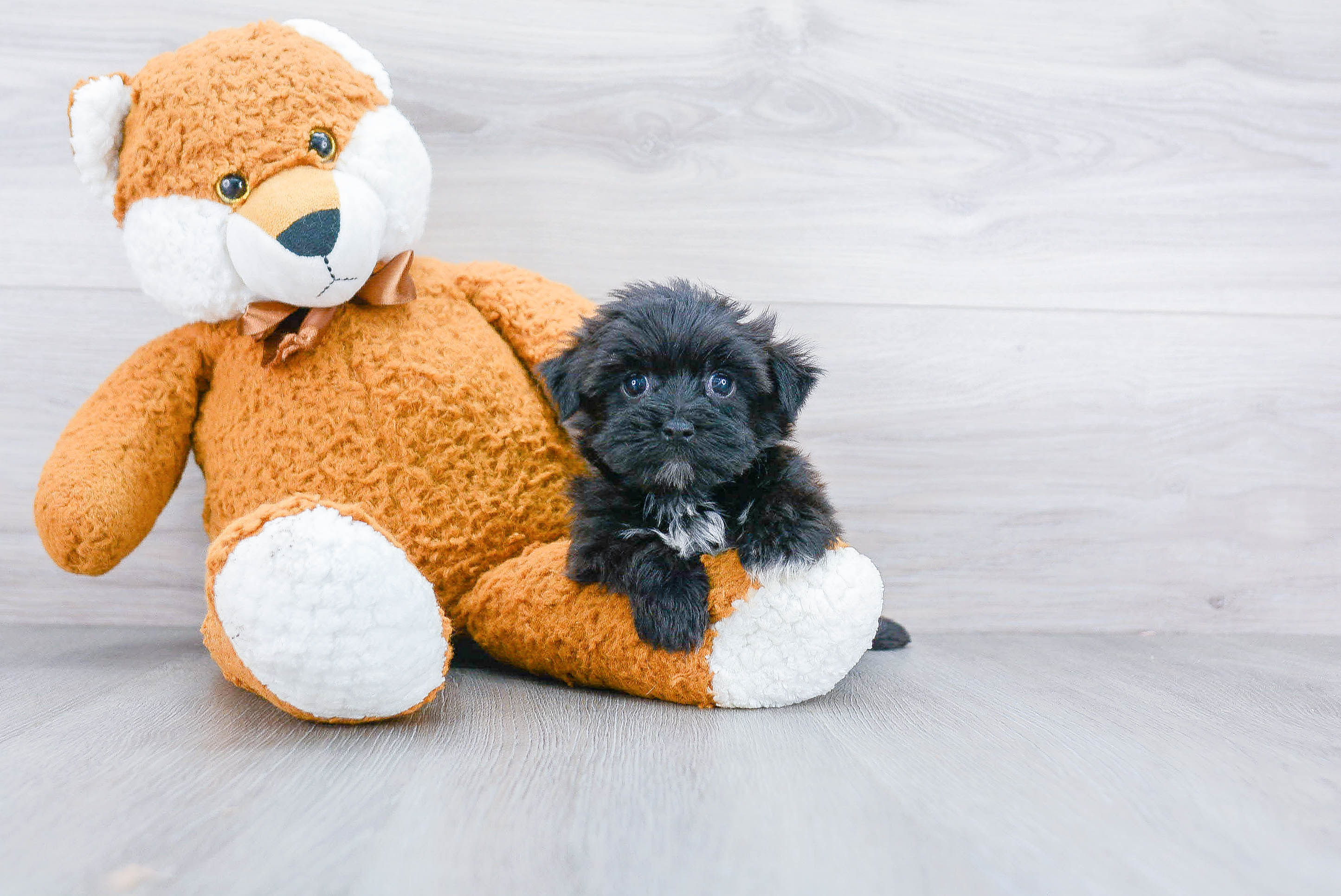 Playful Yorkie Designer Puppy