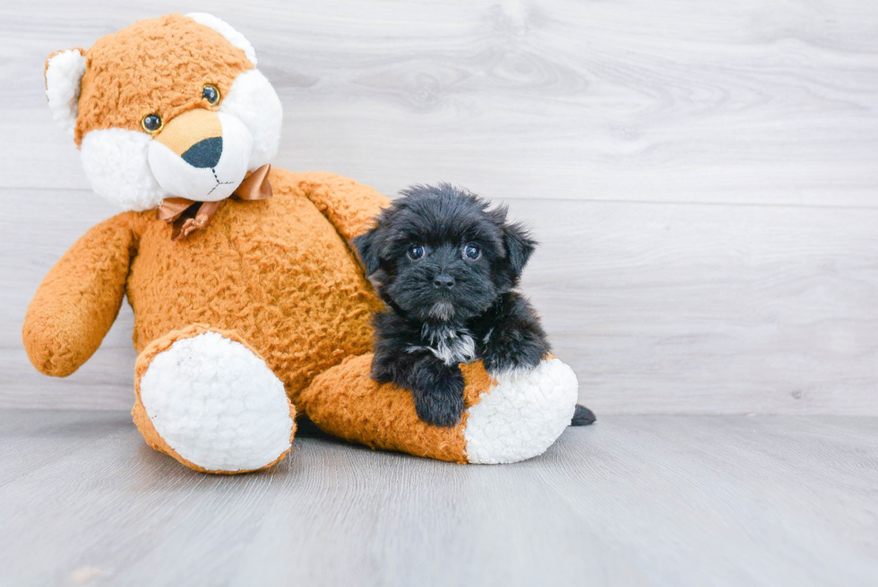 Playful Yorkie Designer Puppy