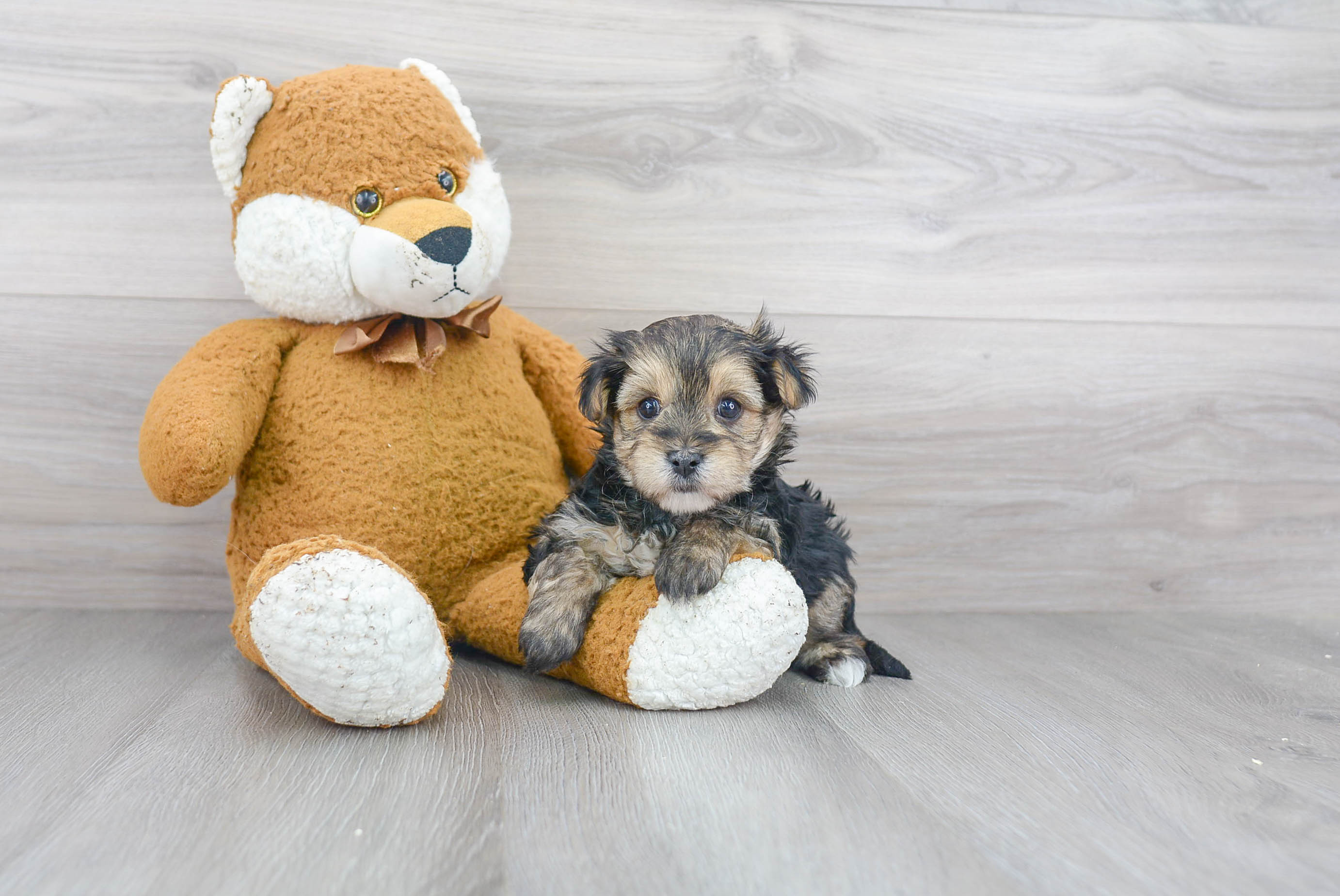 Best Morkie Baby