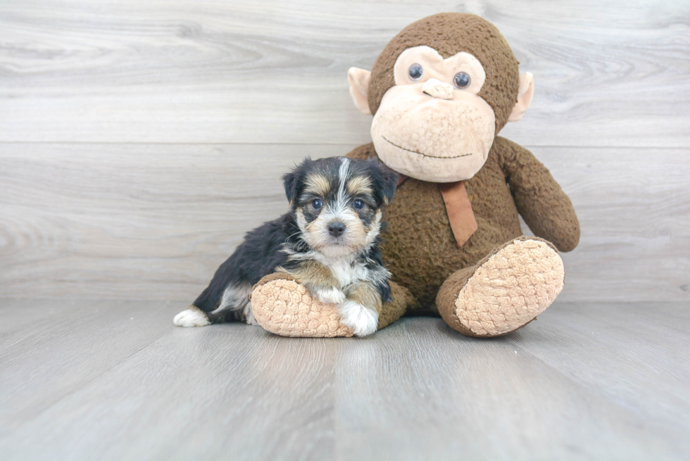 Morkie Puppy for Adoption