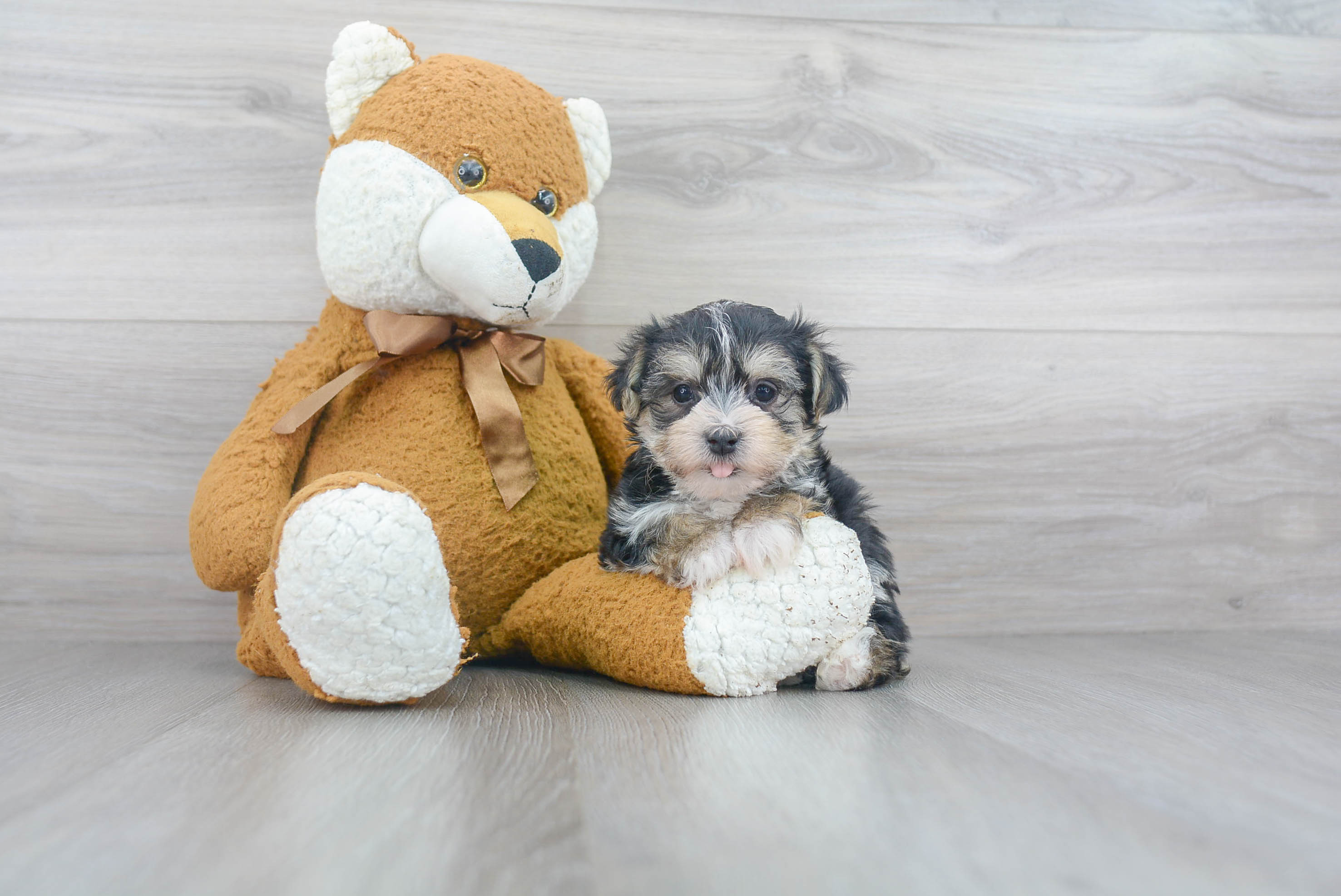 Playful Yorkie Designer Puppy