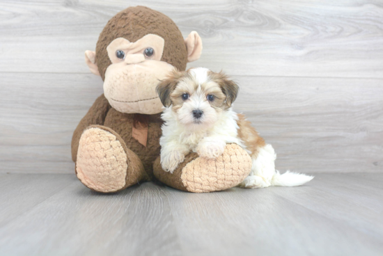 Morkie Puppy for Adoption