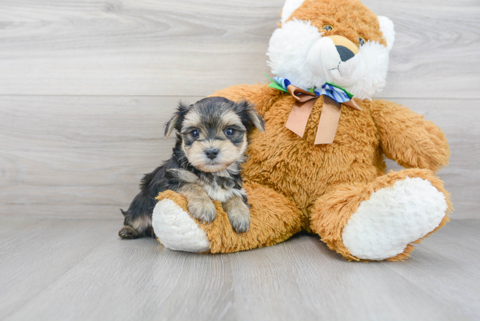 Morkie Puppy for Adoption