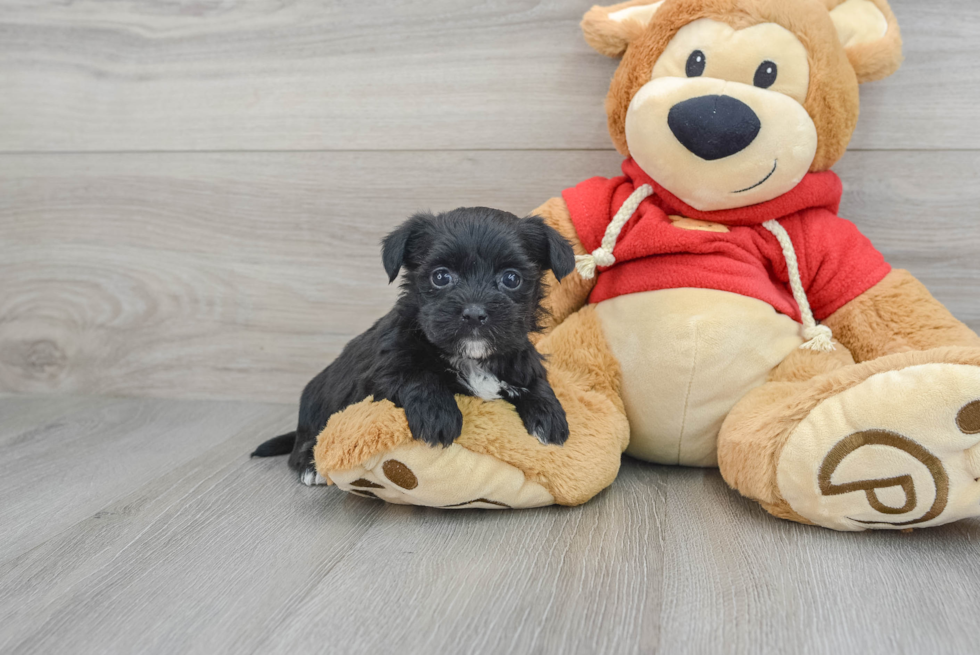 Adorable Yorkie Designer Puppy