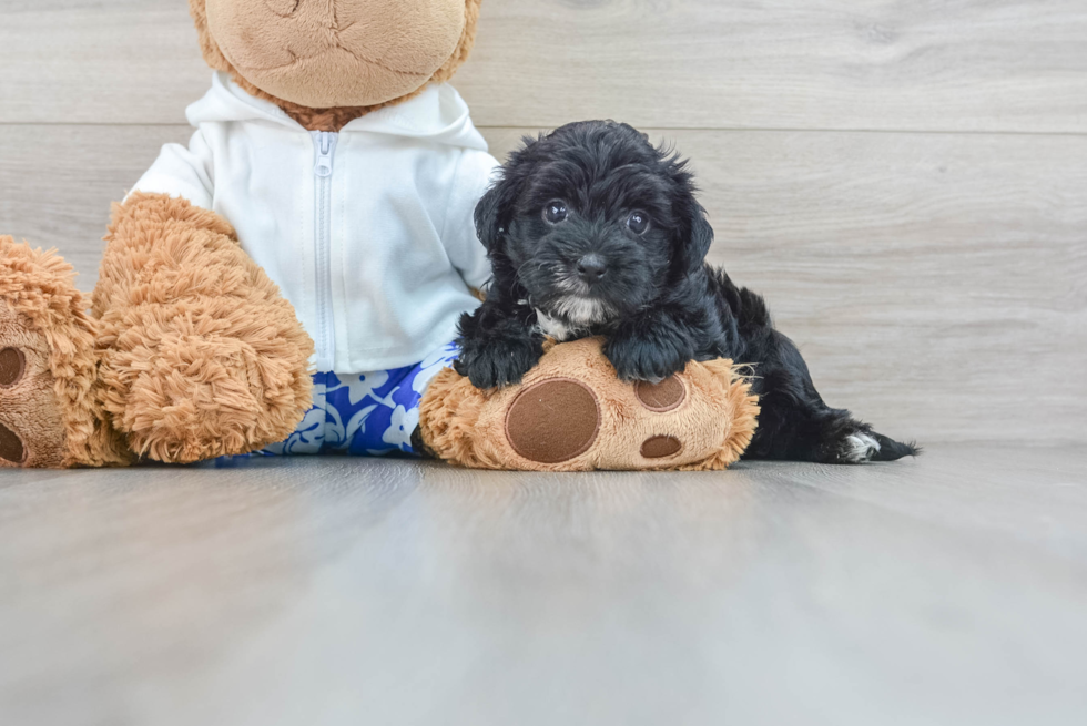 Morkie Pup Being Cute