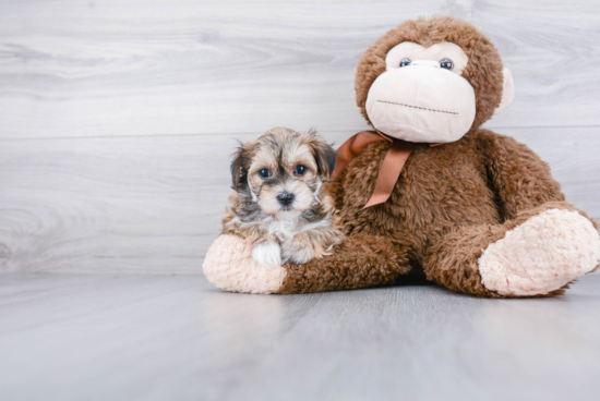 Cute Morkie Baby