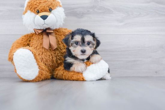 Morkie Puppy for Adoption