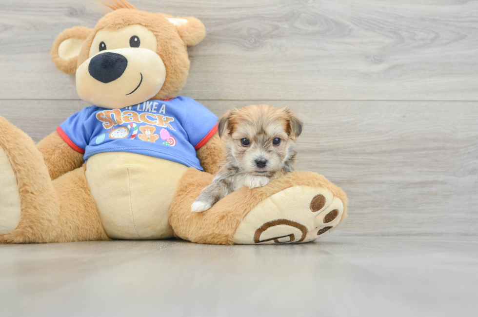5 week old Morkie Puppy For Sale - Premier Pups
