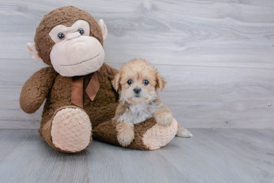 Morkie Pup Being Cute