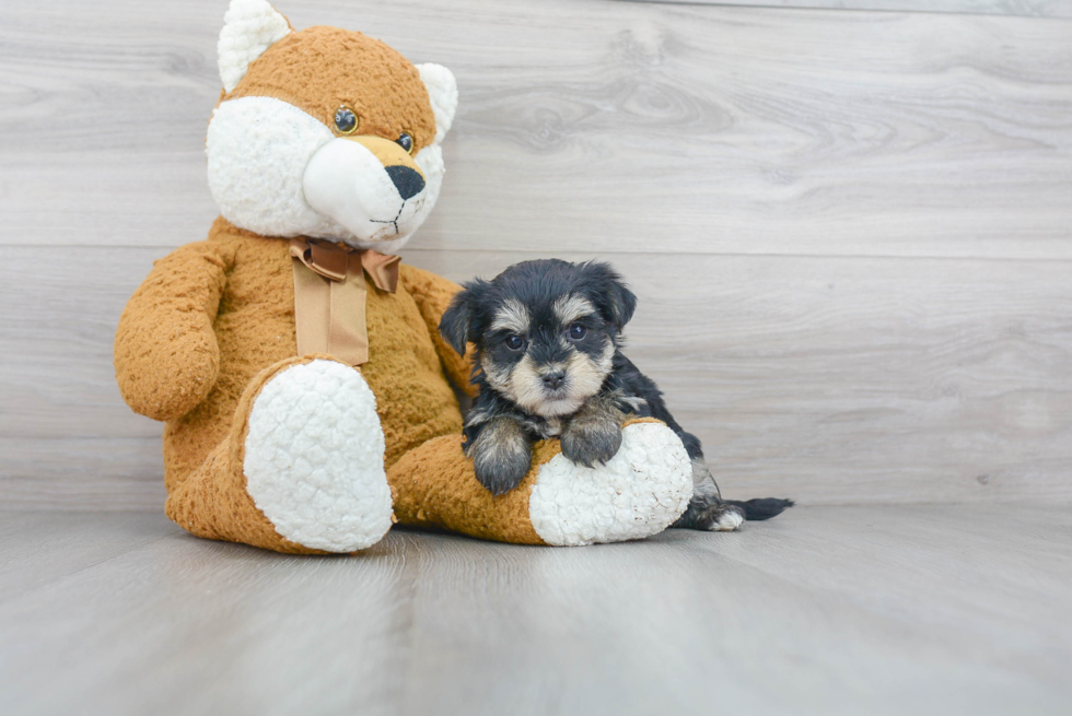 Fluffy Morkie Designer Pup