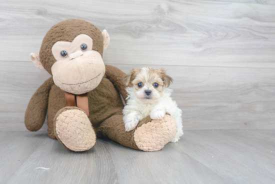 Playful Yorkie Designer Puppy