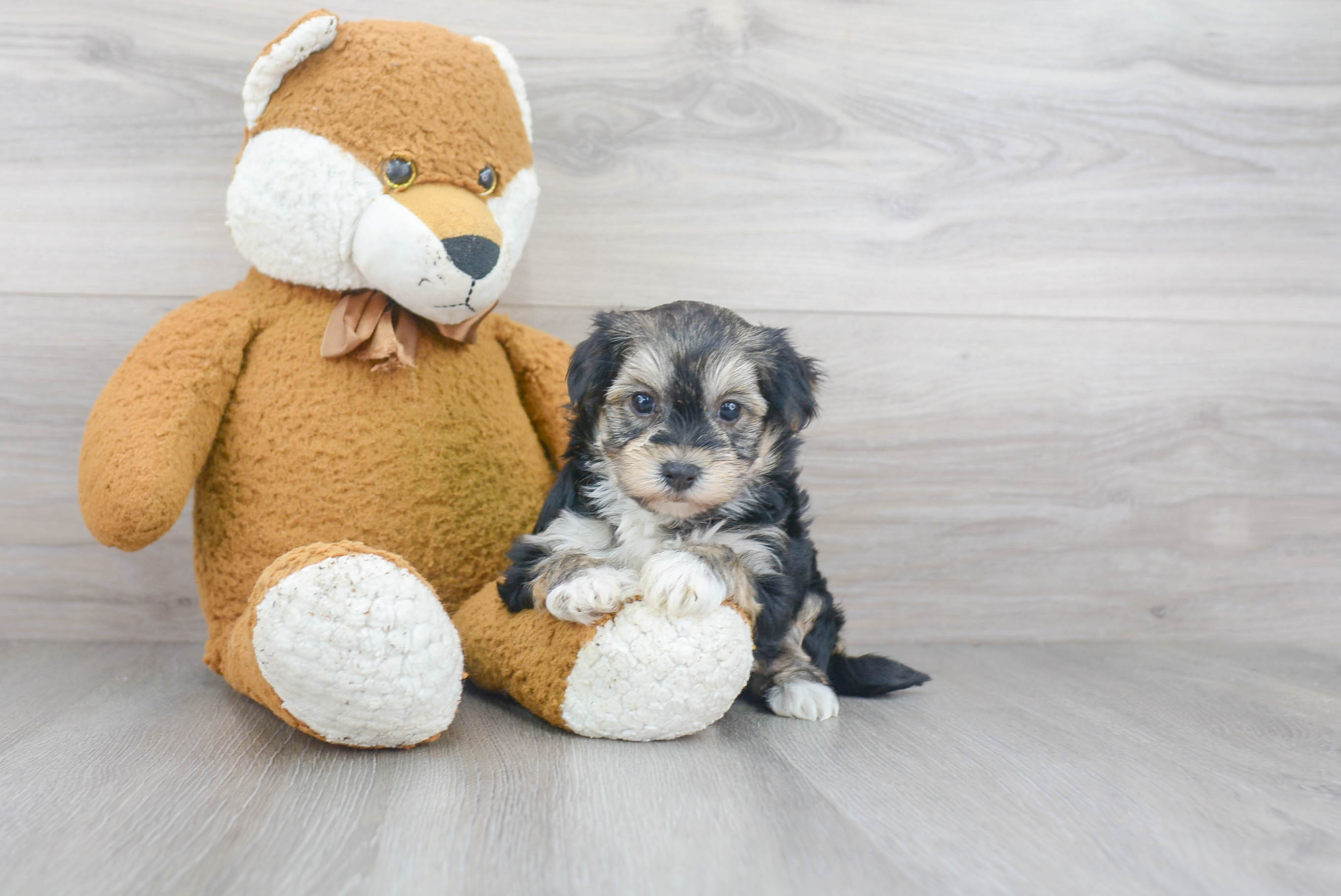 Small Morkie Baby