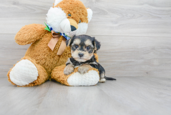 Morkie Pup Being Cute