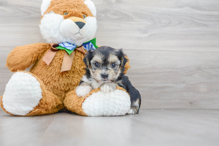 Playful Yorkie Designer Puppy