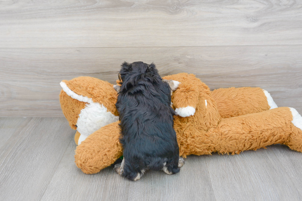 Morkie Pup Being Cute