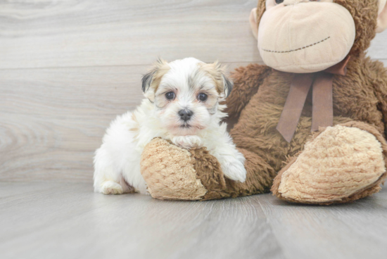 Popular Morkie Designer Pup