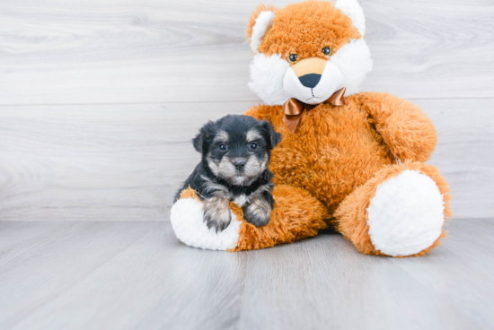 Fluffy Morkie Designer Pup