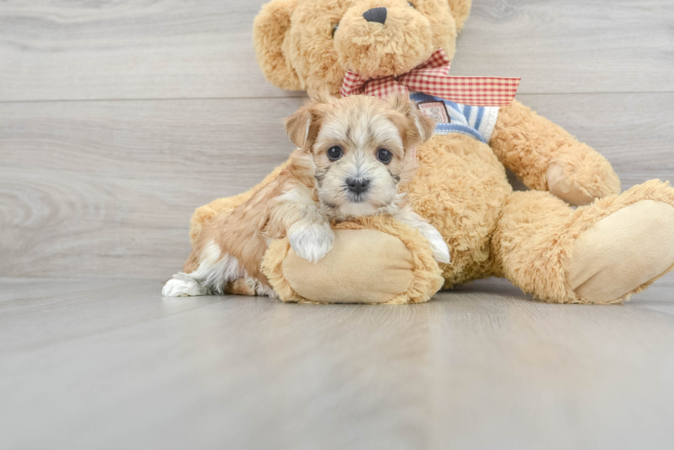 Morkie Pup Being Cute