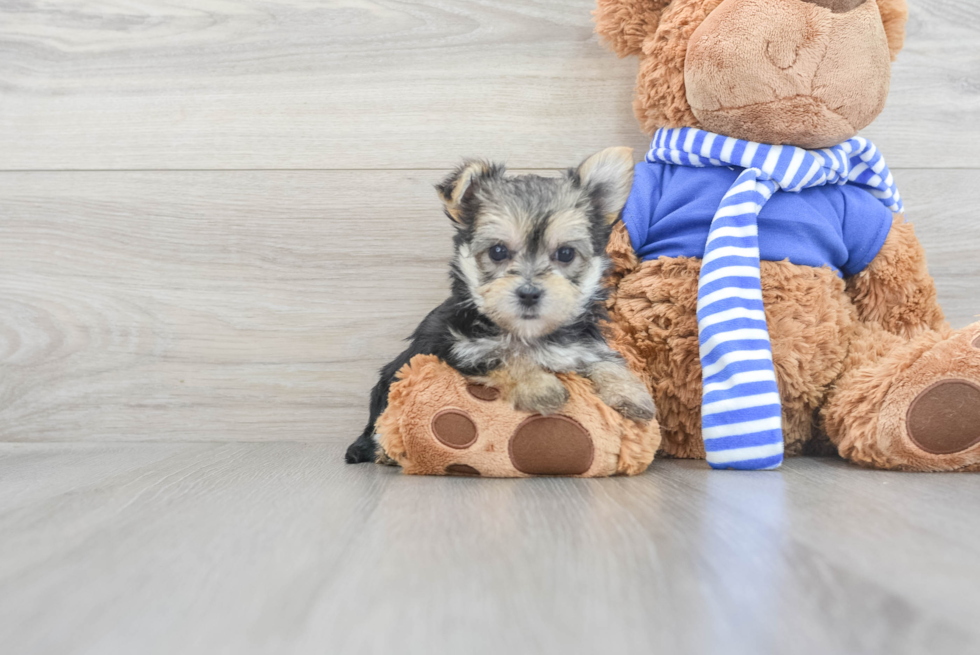 Popular Morkie Designer Pup