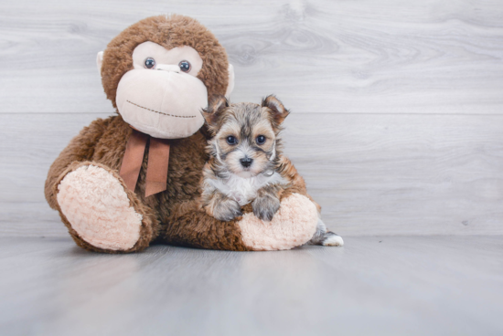 Morkie Pup Being Cute